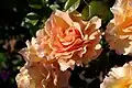 Die 'Lauterrose' wurde am 11. Juni 2006 zu Ehren der Stadt Lauterbach getauft.