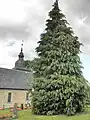 Riesenlebensbaum auf dem Kirchhof