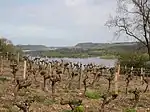 Weinberg über der Loire bei Le Cellier