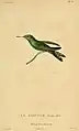 Ausgewachsener Gabelschwanz-Smaragdkolibri illustriert von Jean-Gabriel Prêtre (1768–1849) als Teil der Erstbeschreibung