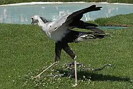 Sekretär (Sagittarius serpentarius)