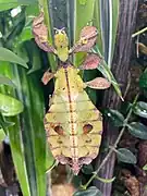 Wandelndes Blatt