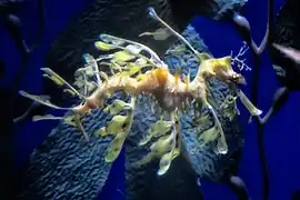 Großer Fetzenfisch