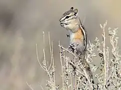 Kleines Streifenhörnchen (Tamias minimus)