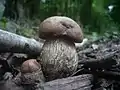 Pappel-RaufußLeccinum duriusculum