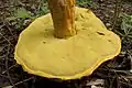 Rugiboletus extremiorientalis von unten