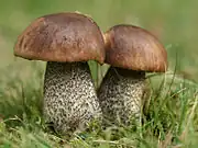 Gemeiner BirkenpilzLeccinum scabrum