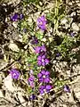 Der (sub-)mediterrane und alteingebürgerte Groß-Venusspiegel (Legousia speculum-veneris) gilt als gefährdet.