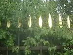 Bewuchs: Roter Hartriegel und Waldrebe