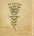 Centauria minor. Ms. Voss. Q9. Leiden 6. Jahrhundert