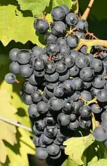Blaufränkisch
