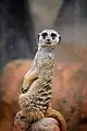 Erdmännchen (Suricata suricatta)