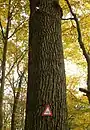 Ein als Kulturdenkmal gekennzeichneter Isolator an einem Baum