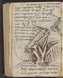 Manuskript K:Skizze zur Anatomie des Pferdes
