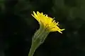 Blüte bei Leontodon crispus. Involukrum hat Gabel-, der Stängel Sternhaare