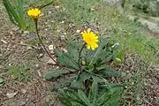 Leontodon tuberosus, Leontodon taraxacoides (Blätter und Wurzeln)(Gemüse oder Salat)