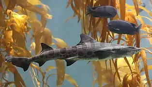 Leopardenhai