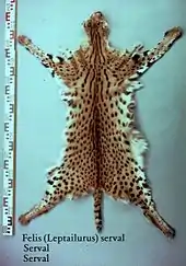 Serval