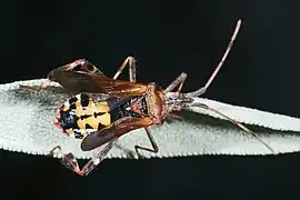 Sichtbarer Hinterleib bei geöffneten Hemielytren