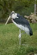 Marabu