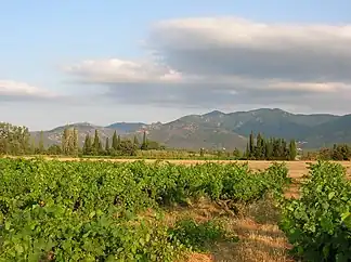 Die Nordseite der Serra de l’Albera von Saint-Génis-des-Fontaines