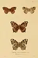 Ypthima chenui (Figur 2 und 2a) illustriert von Jean-Gabriel Prêtre