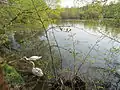 Staustufe der Lethe oberhalb des Dianawegs
