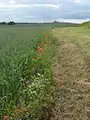 Blick vom Leubinger Grabhügel