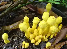 Gelber FaltenschirmlingLeucocoprinus birnbaumii