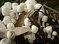 Zwiebelfüßiger FaltenschirmlingLeucocoprinus cepaestipes