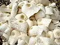 Zwiebelfüßiger FaltenschirmlingLeucocoprinus cepaestipes
