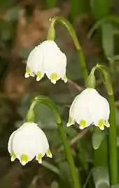 Frühlingsknotenblume, auch Märzenbecher genannt