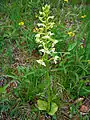 Grünliche Waldhyazinthe (Beispielfoto)