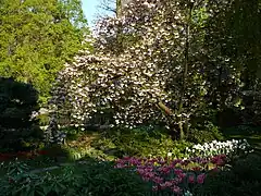 Magnolie