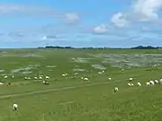 Salzwiesen „Buscher Heller“ am Ostufer der Leybucht. Über der linken Baumgruppe hinter dem Deich der historische Sendemast von Norddeich Radio