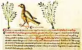 Liber medicinae ex animalibus, 7. Jh.