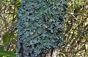 2019 Parmotrema perlatum