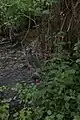 Rote Lichtnelke am Ufer der Schwinge