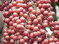 Fruchtstand