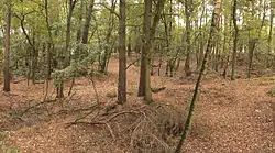 Das Fund- und Ausgrabungsgelände auf der Sanddüne Heidberg in einem lichten Wald