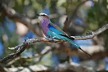 Ein Vogel mit buntem Gefieder sitzt auf einem trockenen Ast.
