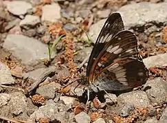 Kleiner Eisvogel