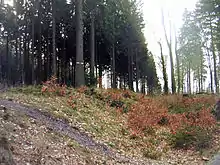 Limes beim Wachturm Wp 3/54