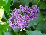 Limonium arborescens
