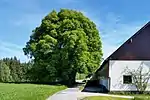Linden bei Winkl