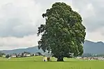 Linden in Kirchfenning