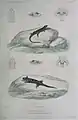Liolaemus lemniscatus & Liolaemus magellanicus im Atlas zu Voyage au Pôle Sud