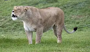 Löwe, Weibchen