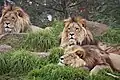 Gruppe männlicher Löwen (Panthera leo)