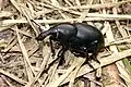 Glatter Dickrüssler (selten) Liparus dirus (2019)